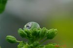 菜花に雨粒2