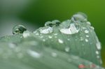にんにくの葉に雨粒