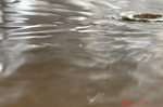 水紋4
