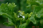 菜花に雨粒3、衝撃
