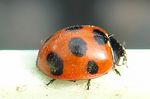 ナナホシテントウムシ
