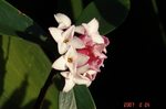 沈丁花 赤