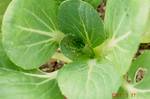 チンゲン菜のアブラムシ退治