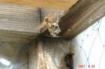 アシナガ蜂2