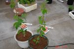 鉢植えサクランボ