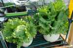 鉢植えレタス