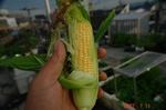 トウモロコシもいい感じ