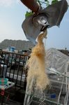 水耕島オクラの根っこ1