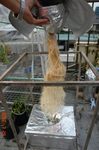 水耕島オクラの根っこ2