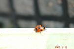 原寸ナナホシテントウムシ