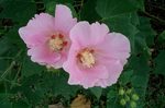 職場の芙蓉