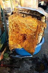 水耕茗荷の根っこ。クリックして大きくしてくださいね。r1