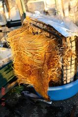 水耕茗荷の根っこ。クリックして大きくしてくださいね。r1