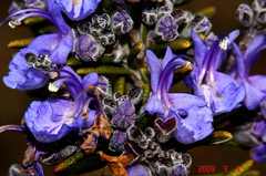 ローズマリーの花。クリックして大きくしてくださいね。r1