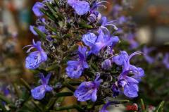 ローズマリーの花。クリックして大きくしてくださいね。r1