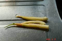 ミョウガタケ収穫。クリックして大きくしてくださいね。r1