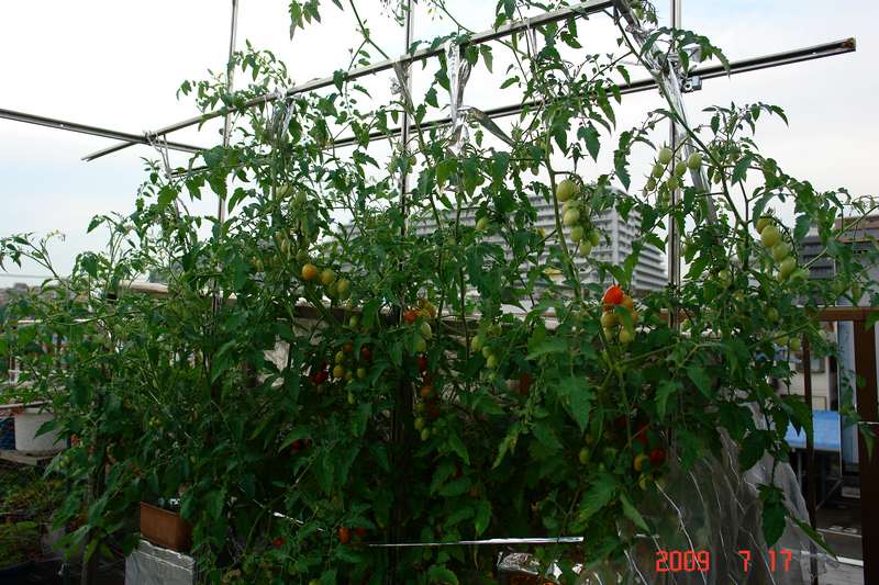 水耕栽培ミニトマト アイコとアイココ 屋上コンテナ菜園