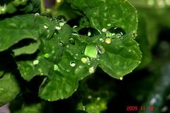 菜花の葉っぱに水滴。クリックすると大きくなります。R1