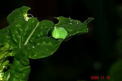 菜花の葉っぱに水滴。クリックすると大きくなります。R1