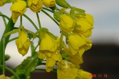 菜花開花。クリックすると大きくなります。R1