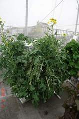 底面給水型コンポストタワーに育つ第2弾の京菜に花芽が・・・。クリックすると大きくなりますR1。