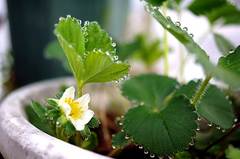 イチゴも続々開花中です