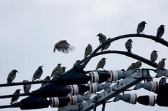 ムクドリの大群。α55 SLT-A55VY 70-300mm F4.5-5.6 G SSM SAL70300G。クリックすると大きくなります。
