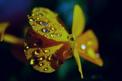 ビオラの花の水滴が素敵^^;。α55 SLT-A55VY DT 2.8/30 MACRO SAM。クリックすると大きくなります。