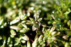 マツバウンランの葉っぱに水滴が素敵^^;。α55 SLT-A55VY DT 2.8/30 MACRO SAM。クリックすると大きくなります。