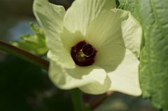 オクラの花
