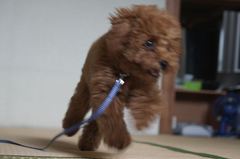 今日のトイプーちゃん