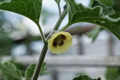 食用ほうずきの黄色い花