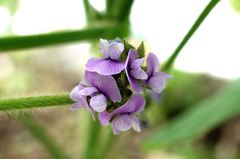晩生枝豆の花
