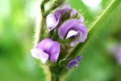 晩生枝豆の花