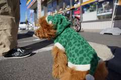 へび年なので蛇の服