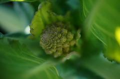カリフラワーの仲間ダ・ヴィンチの花芽が上がってきました。α55 SLT-A55VY DT 2.8/30 MACRO SAM。クリックすると大きくなります。